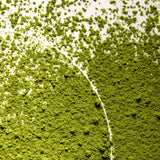 Born Lippy Matcha Latte